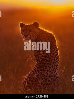 Cheetah (Acinonyx jubatus) adult, looking for prey, backlit at sunrise, Masai Mara Game Reserve, Kenya Stock Photo
