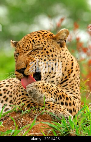 African leopard niche leopards (Panthera pardus), predators, mammals, animals, Leopard adult male, close-up of head, grooming paw, Sabi Sand Game Stock Photo