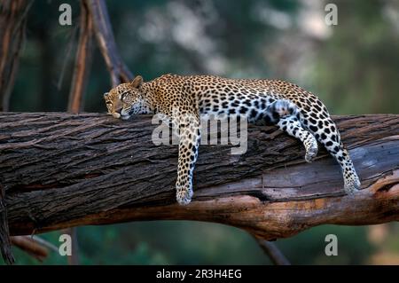 African Leopard Niche leopards (Panthera pardus), Predators, Mammals, Animals, Leopard Resting on tree trunk, Samburu, Kenya Stock Photo