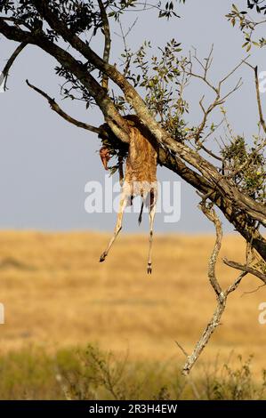 African leopard (Panthera pardus pardus) leopard niche Leopards, predatory cats, predators, mammals, animals Leopard kill, stored in tree branches Stock Photo