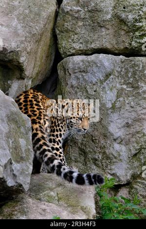 Amur leopard, amur leopards (Panthera pardus orientalis), big cats, predators, mammals, animals, Amur leopard young amongst rocks Stock Photo