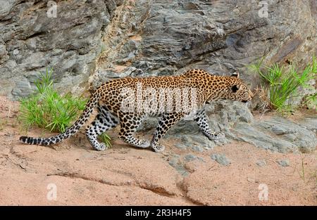 African Leopard Niche leopards (Panthera pardus), predators, mammals, animals, leopard stalking, Masaii Mara, Kenya Stock Photo