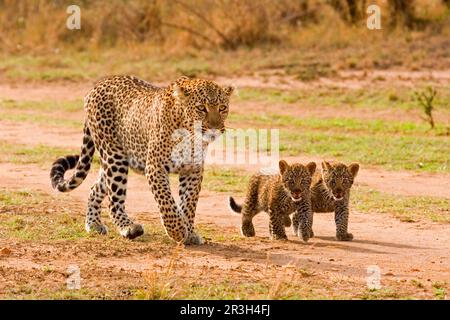 African leopard (Panthera pardus pardus) leopard niche Leopards, predators, mammals, animals Leopard adult female with two cubs, walking, Masai Mara Stock Photo