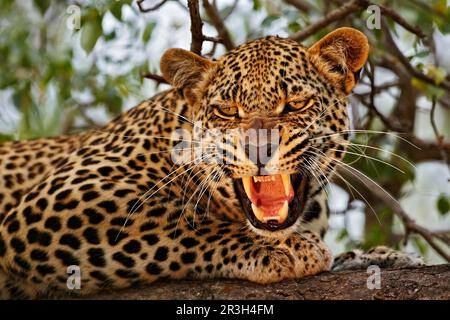 African leopard (Panthera pardus pardus), adult male, close-up of head, snarling, resting on branch in tree, Sabi Sand Game Reserve, Greater Kruger Stock Photo