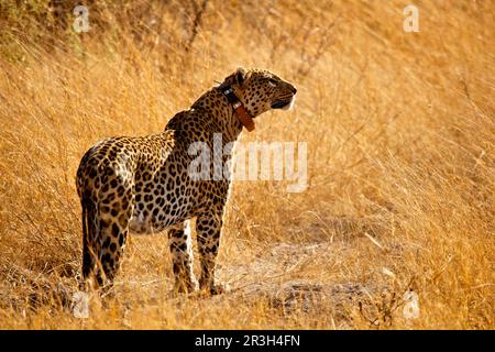 African leopard (Panthera pardus pardus) leopard niche leopard, predators, mammals, animals Leopard adult, wearing radio tracking collar, standing in Stock Photo