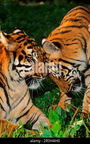 Bengal tiger (Panthera tigris tigris), Royal Bengal tiger, tiger, big cats, predators, mammals, animals, Indian tiger female with ten month old male Stock Photo