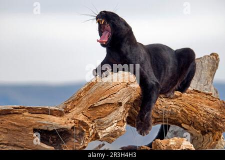 African Leopard Niche leopards (Panthera pardus), predators, mammals, animals, leopard 'black panther' melanistic phase, adult, yawning, resting on Stock Photo