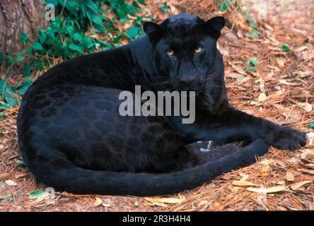 African Leopard Niche leopards (Panthera pardus), Predators, Mammals, Animals, Black Leopard Close-up, lying down resting (S), Black Panther Stock Photo