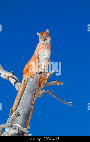 Cougar, cougars, silver lion, silver lions, mountain lion, mountain lions, predators, predators, mammals, animals, Cougar (Felis concolor) adult Stock Photo