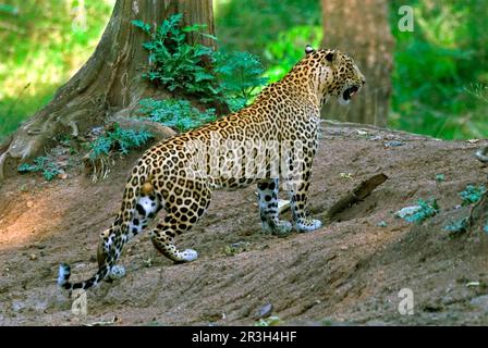 Indian leopard, indian leopards (Panthera pardus fusca), predators, mammals, animals, Indian leopard adult, standing in woodland, Kabani Forest Stock Photo