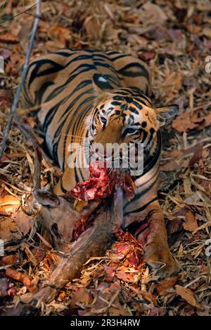 Indian tiger (Panthera tigris), Royal Bengal tiger, tiger, predators, mammals, animals, Indian tiger adult, feeding on Spotted chital (Axis axis) Stock Photo