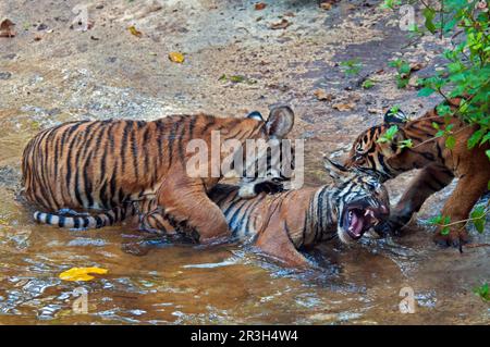 Malaysia tiger, Malayan tiger (Panthera tigris jacksoni), malayan tiger, Jackson tiger, Malayan tiger, tiger, predators, mammals, animals, Malayan Stock Photo