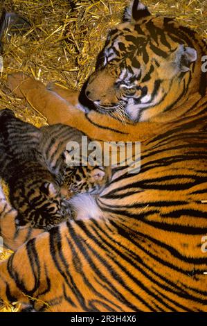 Indian tiger (Panthera tigris), Royal Bengal Tiger, Tiger, Predators, Mammals, Animals, Indian Tiger Mother with two cubs suckling Stock Photo