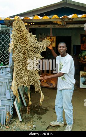 African Leopard Niche leopards (Panthera pardus), Predatory cats, Predators, Mammals, Animals, Animal Products, Leopard skin for sale, CITES Stock Photo
