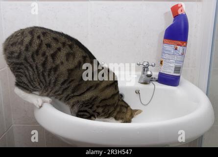 Domestic Cat, tabby and white, adult female, drinking from sink in bathroom, England, United Kingdom Stock Photo