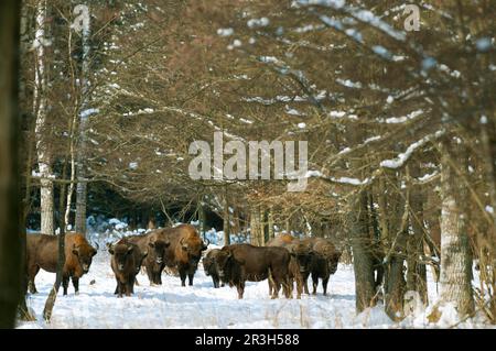 Herd of European european bison (Bison bonasus) standing in snow-covered forest habitat, Bialowieza N. P. Podlaskie Voivodeship, Poland Stock Photo