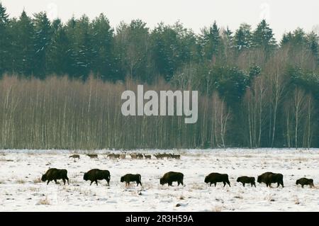 Herd of european bison (Bison bonasus), with the herd of red deer (Cervus elaphus) in the background, walking across snow-covered field, Bialowieza Stock Photo