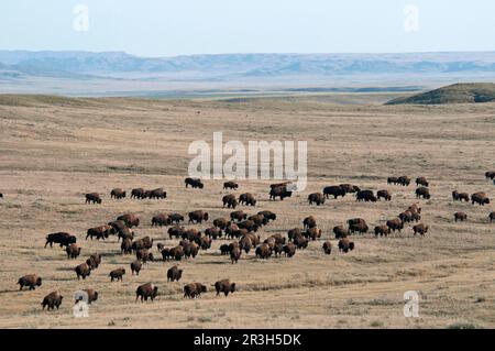 Adult males, females and calves of Plains bison (Bison bison bison), herd on foot in shortgrass prairie habitat, West Block, Grasslands N. P. Stock Photo