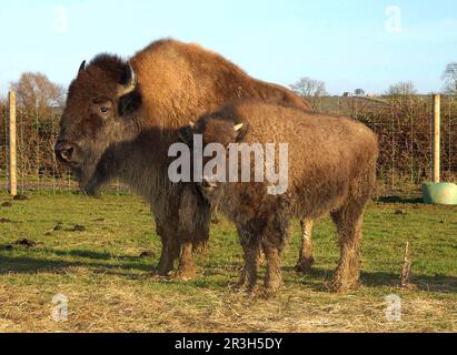 North American Bison (Bison bison) cow with calf, farmed for meat, standing in pasture, Melton Mowbray, Leicestershire, England, United Kingdom Stock Photo