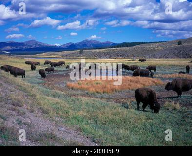 Yellowstone (S) Bison (Bison bison) in Hayden Valley, Yellowstone NP. USA Stock Photo