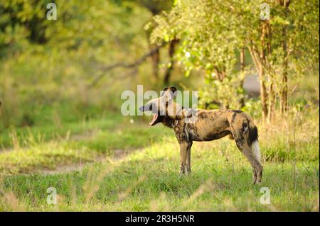 African wild dog (Lycaon pictus), hyena dogs, canines, predators, mammals, animals Wild Dog adult, yawning, standing in habitat, Kwando Lagoon Stock Photo