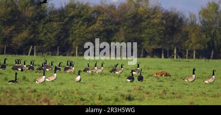 Red Fox, red foxes (Vulpes vulpes), Fox, Foxes, Canines, Predators, Mammals, Animals, Red Fox adult stalking Canada canada goose (Branta canadensis) Stock Photo