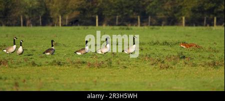 Red Fox, red foxes (Vulpes vulpes), Fox, Foxes, Canines, Predators, Mammals, Animals, Red Fox adult stalking Canada canada goose (Branta canadensis) Stock Photo