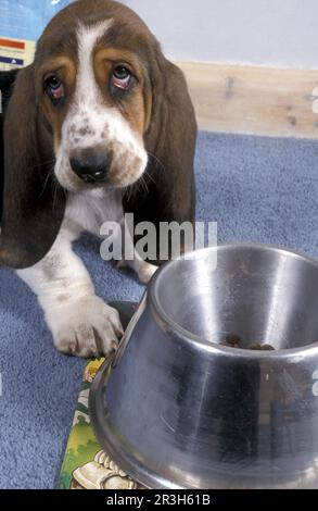 Basset Hound Puppy waiting in front of food bowl special bowl long eared bowl Stock Photo Alamy