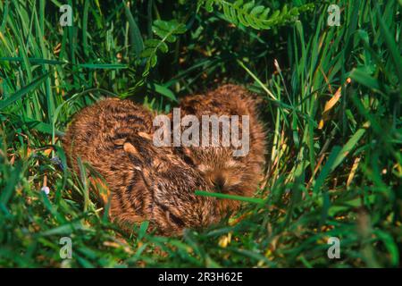 European hare, european hares (Lepus europaeus), Hare, Rodents, Mammals, Animals, European Hare Two leverets hiding in long grass (S) Stock Photo