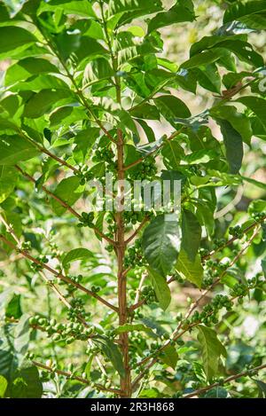 Coffee tree with many unripe coffee beans in its branches, in Santander, Colombia. Stock Photo