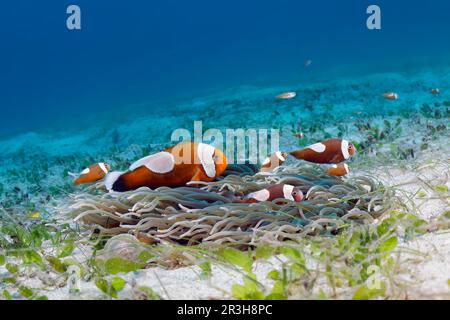 Saddleback clownfish (Amphiprion polymnus), juveniles, corkscrew anemone (Macrodactyla doreensis), seagrass meadow, Sulu Sea, Pacific Ocean, Palawan Stock Photo