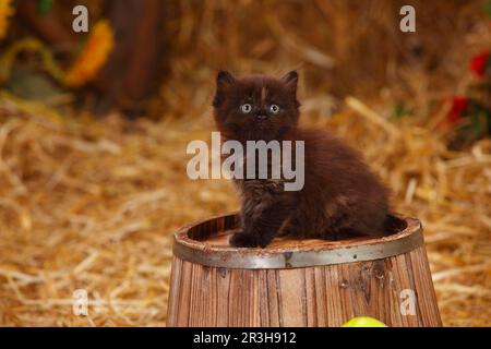 British longhair, kitten, black-tortie, 6 weeks Stock Photo