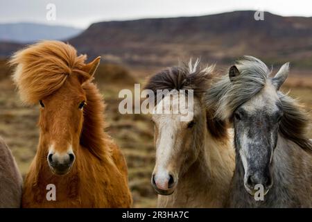 Three young Icelandic horses (Equus ferus caballus) with different colours, Iceland Stock Photo