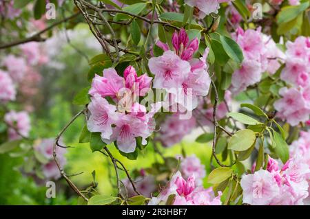 Rhododendron 'Pink pearl' flowering in spring. UK Stock Photo