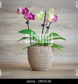 Two color flowering orchid in flower pot against a background of wood Stock Photo