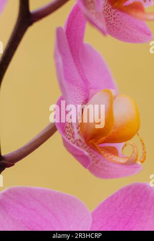 purple orchid, Phalaenopsis, Mallorca, Balearic Islands, Spain. Stock Photo
