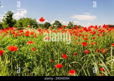 Red poppies fields Stock Photo