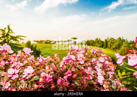 Weeds on green view Stock Photo