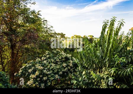 Weeds on green view Stock Photo