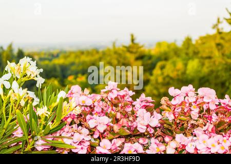 Weeds on green view Stock Photo