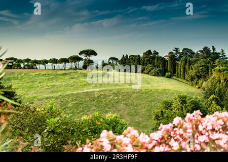 Weeds on green view Stock Photo