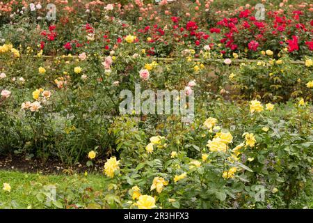 Raindrops on yellow, pink, orange  and Red  Rose Stock Photo