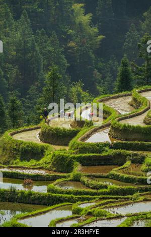 landscape of terrace fields and farmers Stock Photo