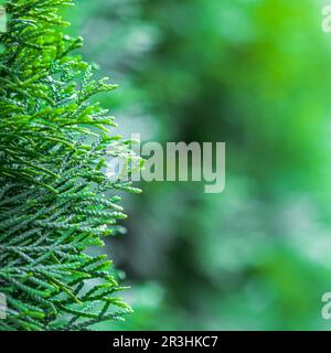 Blurred nature background. Closeup green leaves of evergreen coniferous thuja tree. Extreme bokeh with light reflection Stock Photo