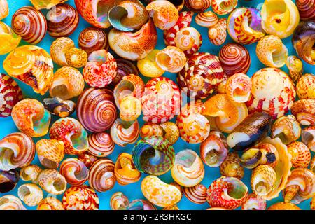 Flat Lay wallpaper background image of coastal seashells on a blue background Stock Photo