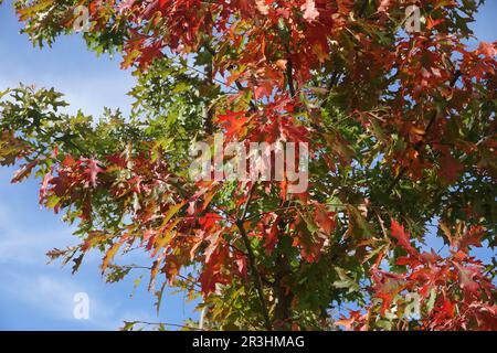 Quercus rubra, American red oak, autumn Stock Photo