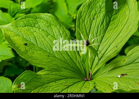 Paris quadrifolia. Flower close-up of the poisonous plant, herb-paris or the knot of true lovers. Blooming grass Paris. Crow's eye or raven eye, poiso Stock Photo