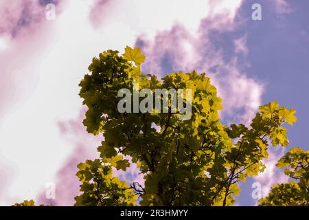 Tapestry of Green: Serene Small Trees Beneath the Blue Sky and Fluffy Clouds Stock Photo