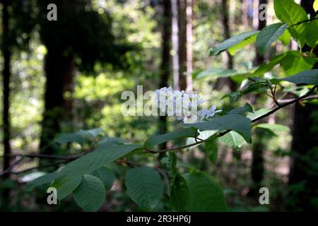 photo flowering branch in the forest with white flowers background in blur Stock Photo