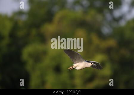 Black-crowned night heron (Nycticorax nycticorax) in Japan Stock Photo